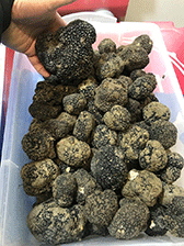 matesetartufi