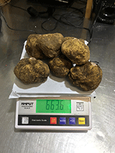 matesetartufi