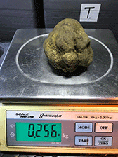 matesetartufi