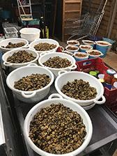 matesetartufi
